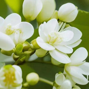 زهور الياسمين البيضاء في مجموعة العطر النسائية